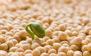 Soy-Protein